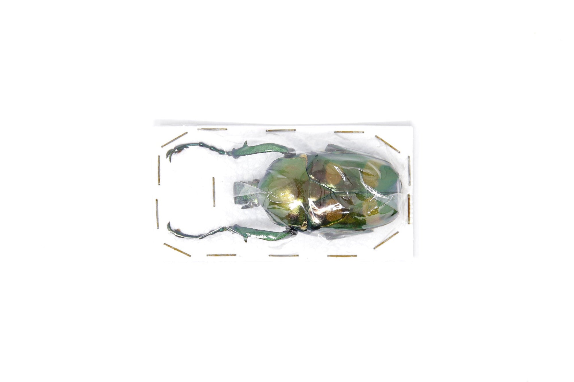 Jumnos ruckeri ruckeri 51.6mm A1 | Thailand Flower Beetle, Entomology Specimen
