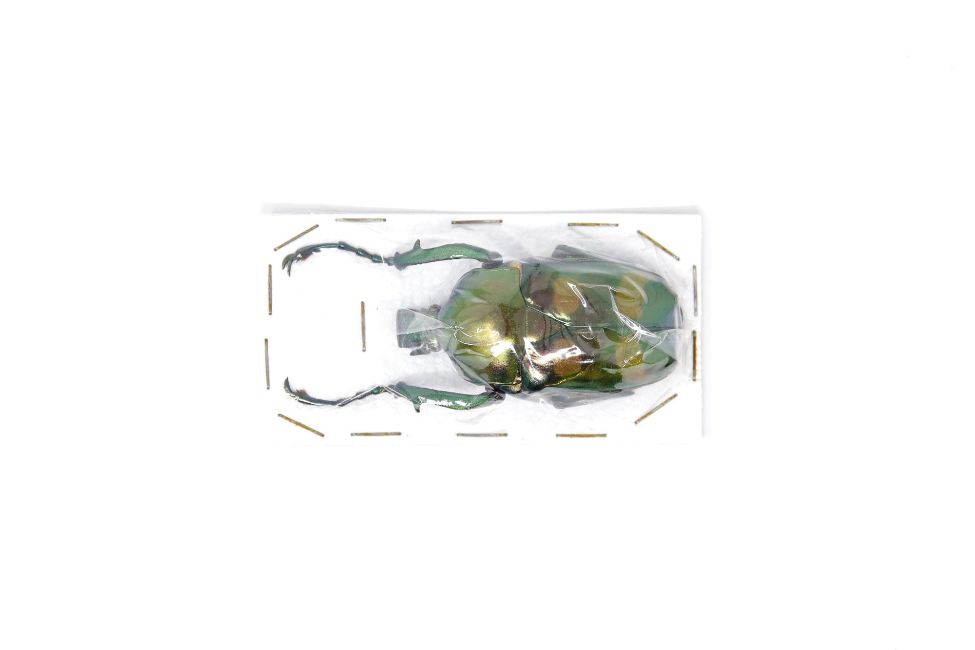 Jumnos ruckeri ruckeri 51.6mm A1 | Thailand Green Flower Beetle, Entomology Specimen