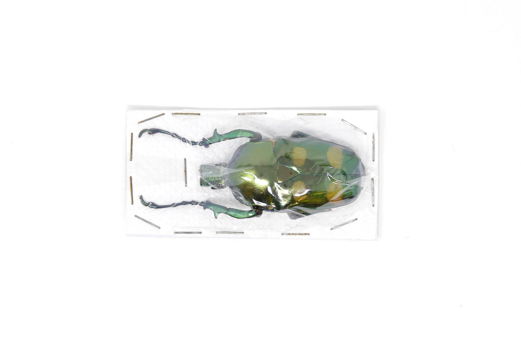 Jumnos ruckeri ruckeri 54.5mm A1 | Thailand Flower Beetle, Entomology Specimen