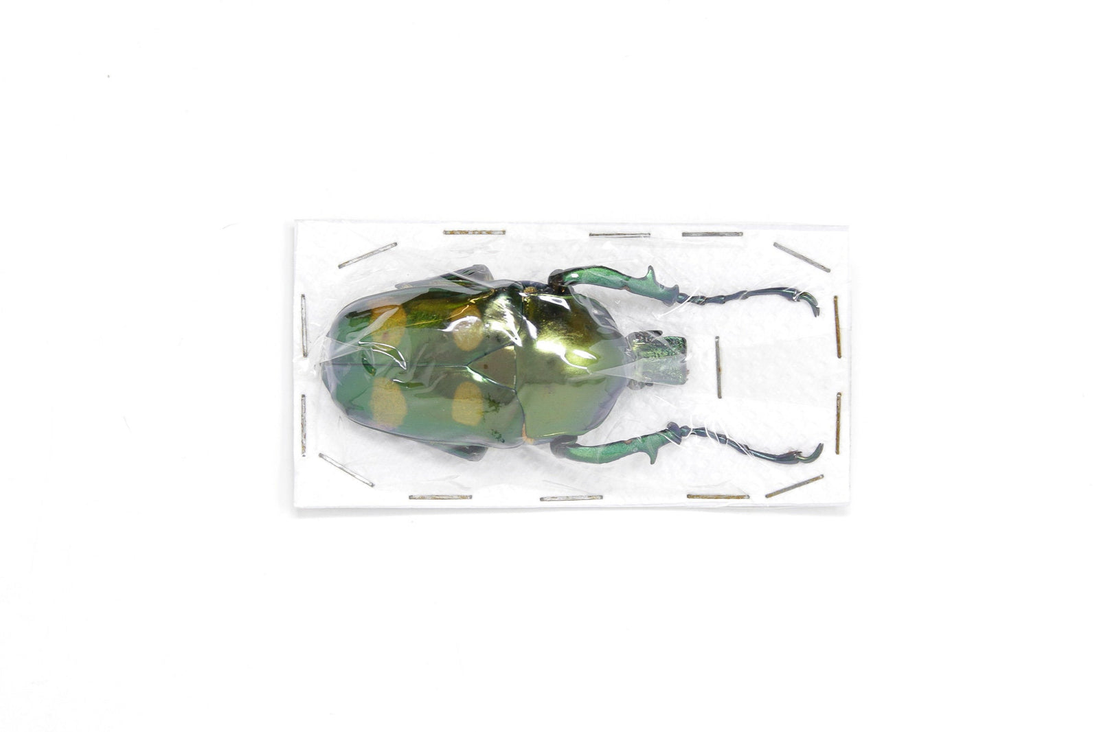 Jumnos ruckeri ruckeri A1.  Rare Thai Flower Beetle, Entomology Specimens