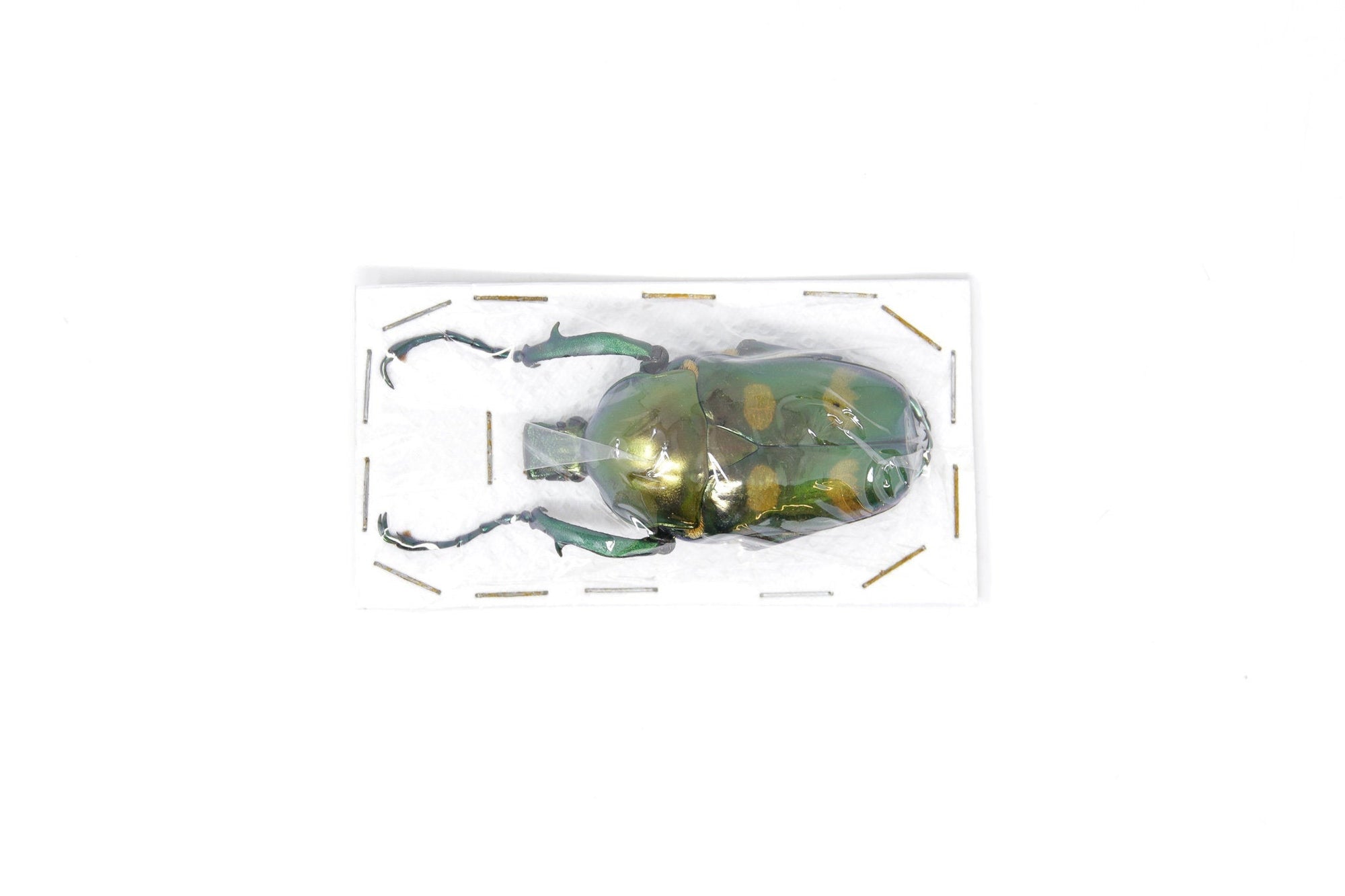 Jumnos ruckeri ruckeri 51mm A1 | Thailand Flower Beetle, Entomology Specimen