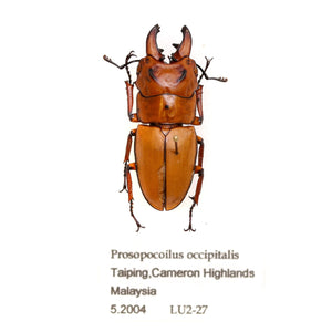Prosopocilus occipitalis | Tapah Hill, Cameron Highlands, Malaysia 08.2004 Beetle Specimen with Scientific Collection Data, A1 Quality