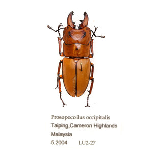 Prosopocilus occipitalis | Tapah Hill, Cameron Highlands, Malaysia 08.2004 | Entomology Specimen and Data