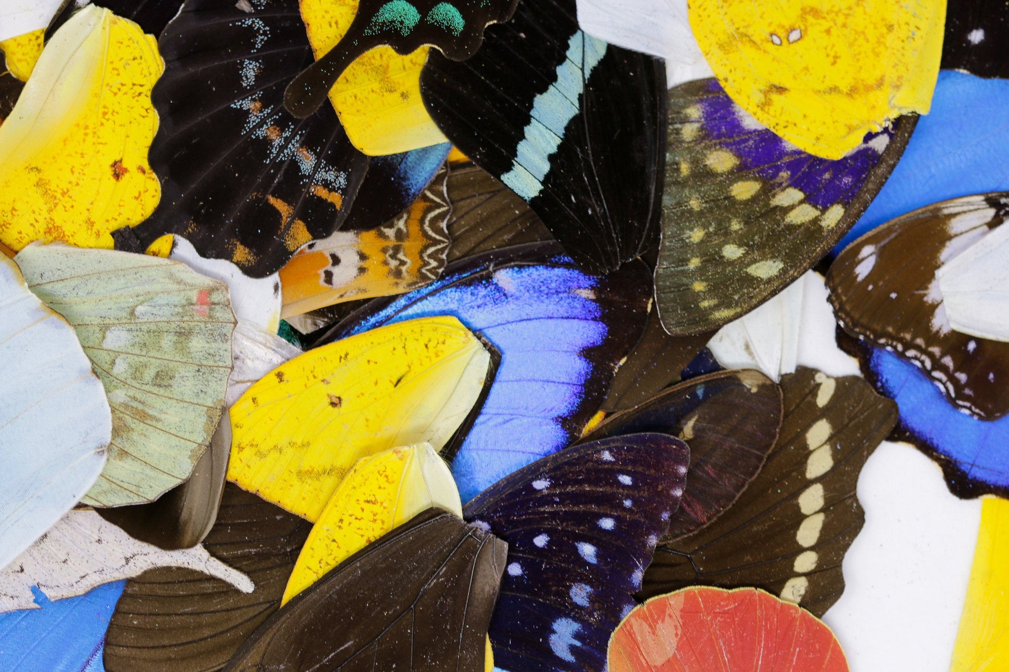 25 Loose Butterfly Wings A1, Various Assorted, Ethical Butterflies for Artistic Creation