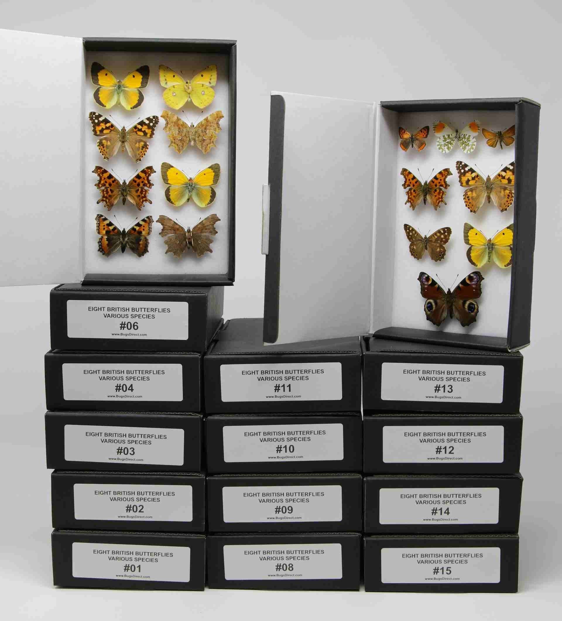 A box of 8 pinned BRITISH Butterflies, Various English LEPIDOPTERA Dry-Preserved Mounted Specimens