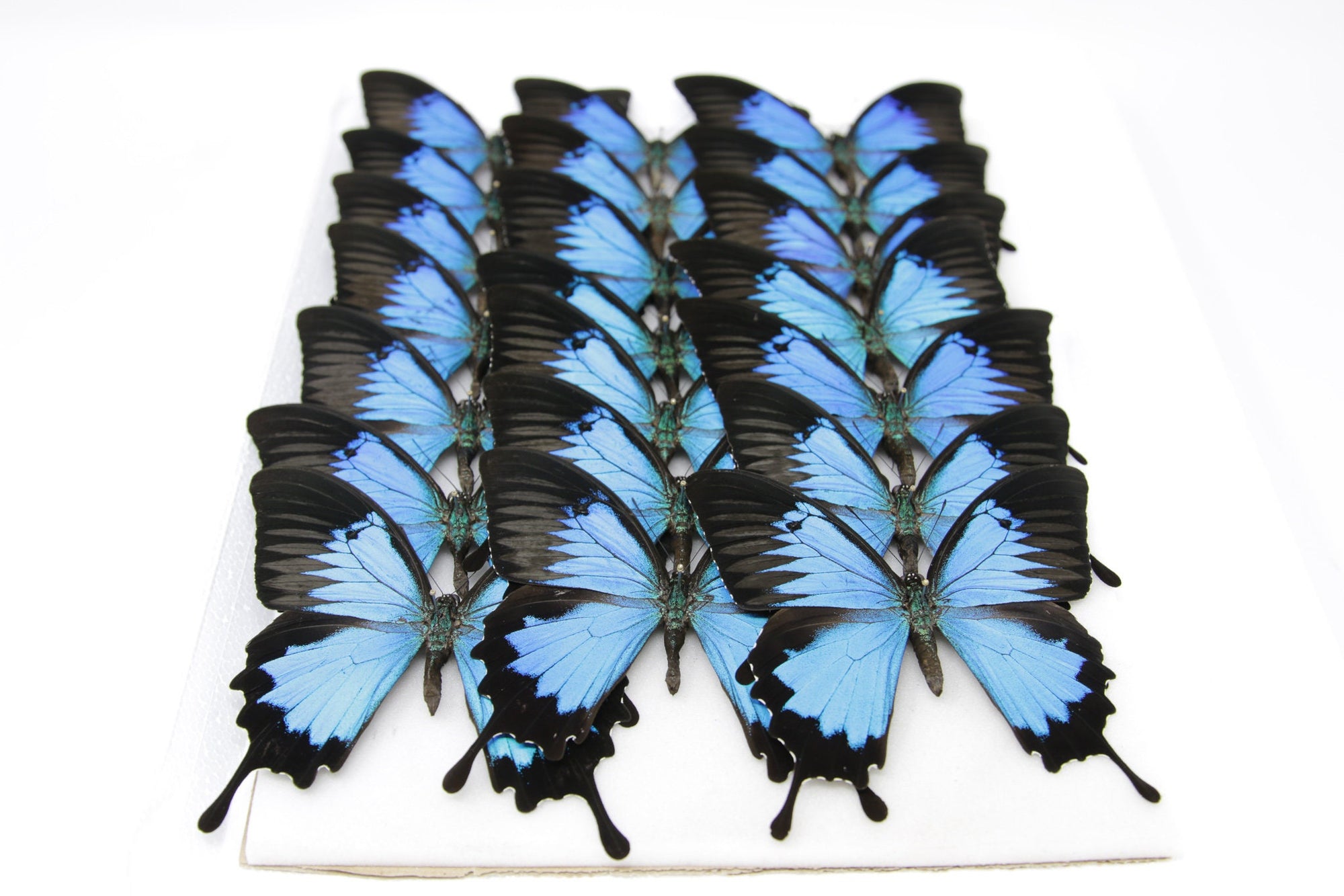 10 WINGS OPEN Blue Ulysses Swallowtail (Papilio ulysses) A1 Butterfly Spread Specimen Pinned in Box