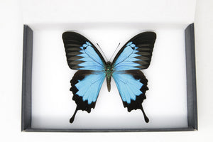 Modrý motýl Ulysses | Papilio ulysses | A1 připnuté rozložené exempláře | Roztažená křídla