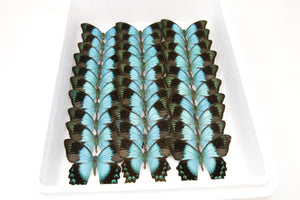 1 x Sea-Green Swallowtail Butterflies | WINGS SPREAD | Papilio lorquinianus | (A1) Set Butterfly Specimen Pinned in Box