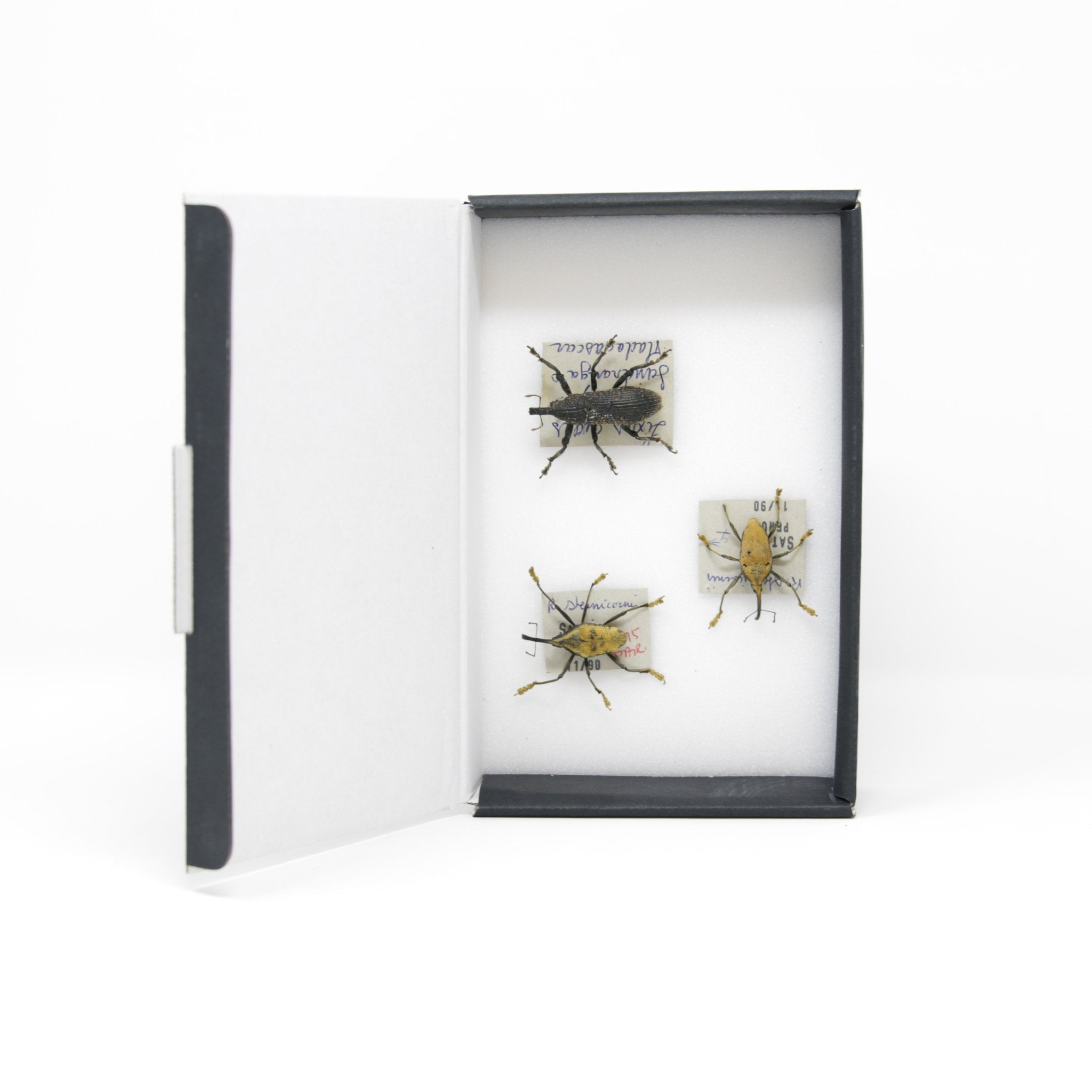 Set of Long Snout Weevils | Pinned Insect Specimens | Labelled Beetles ...