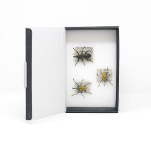 Set of Long Snout Weevils | Pinned Insect Specimens | Labelled Beetles Presented in a Gift Box
