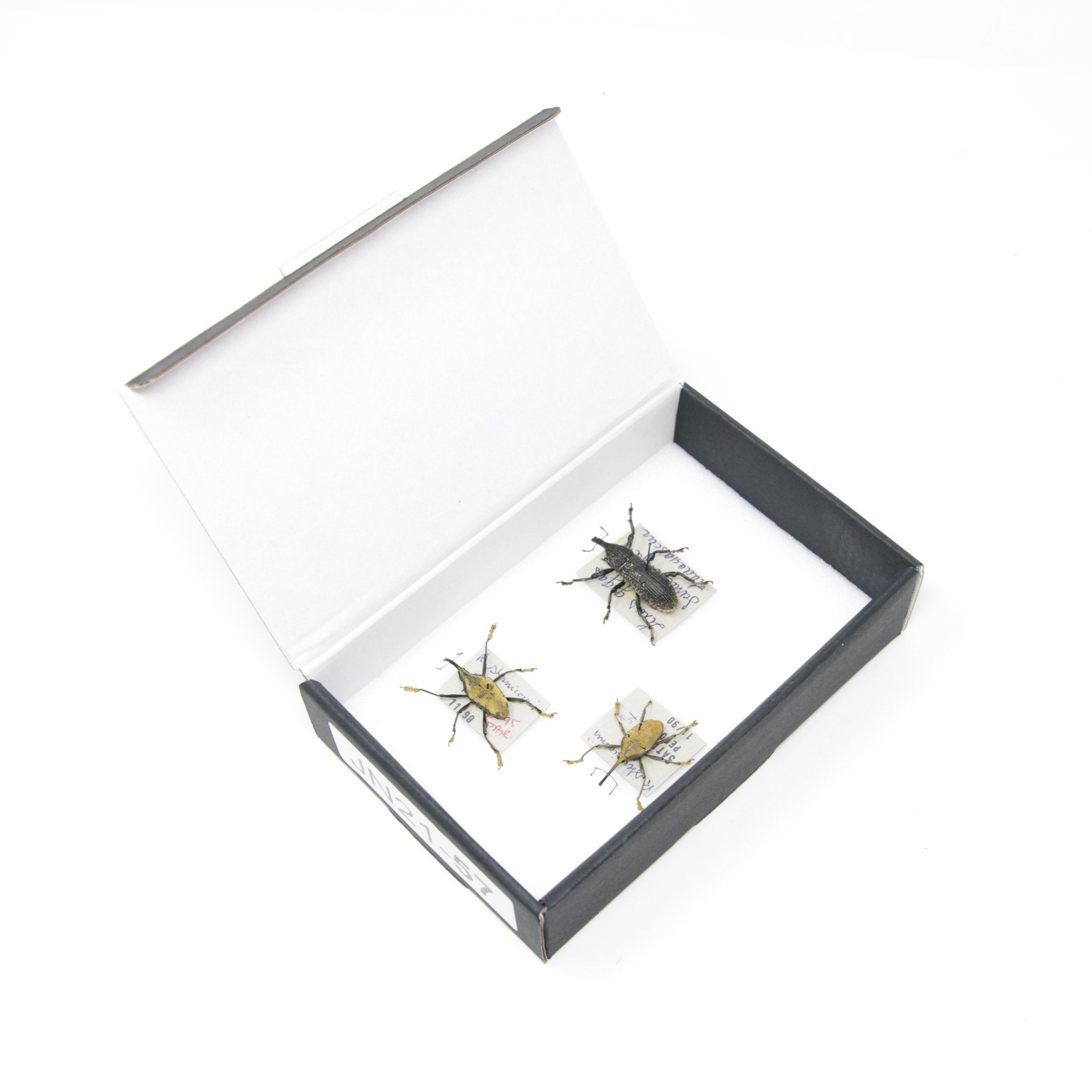 Set of Long Snout Weevils | Pinned Insect Specimens | Labelled Beetles ...