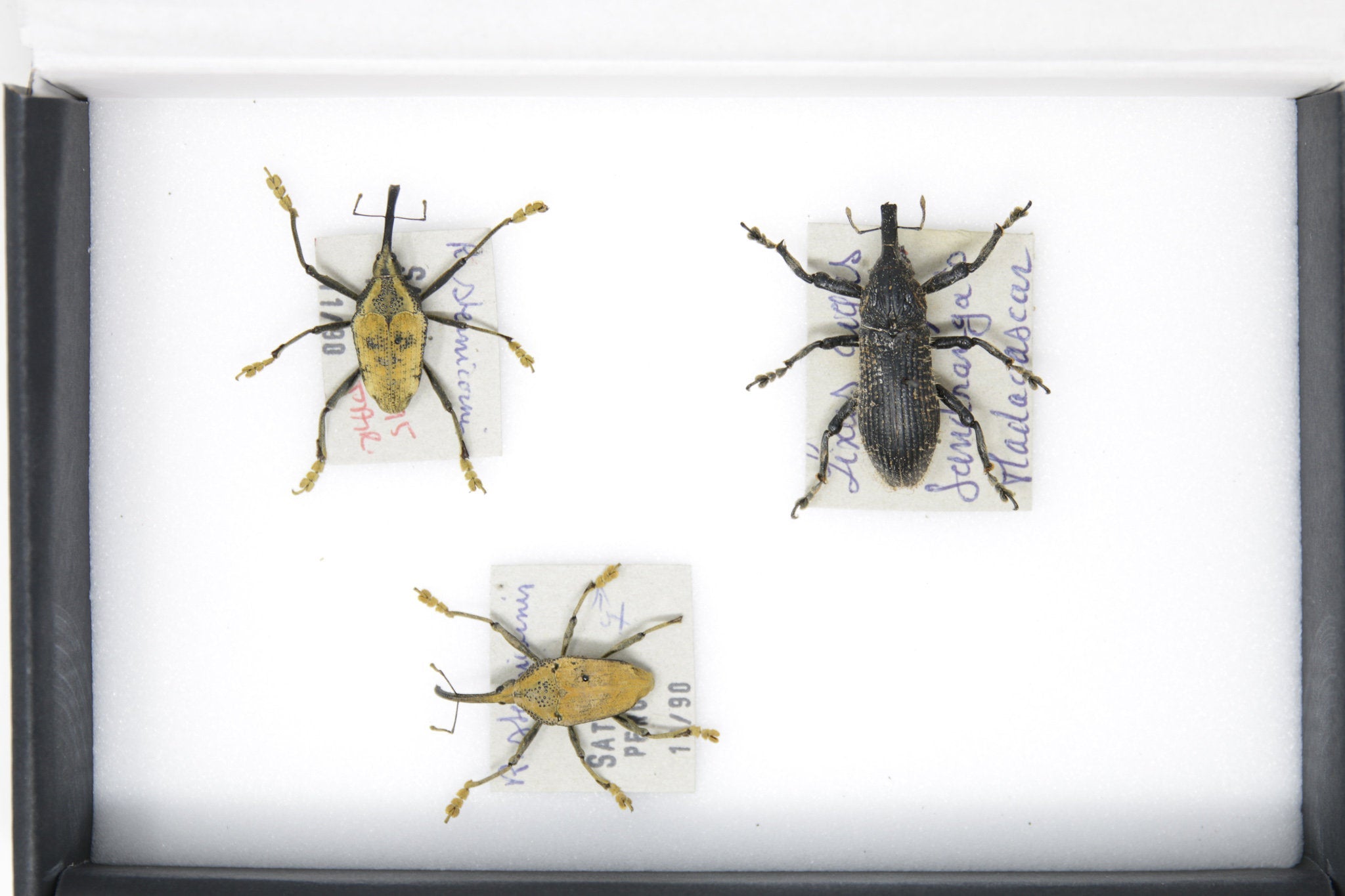 Set of Long Snout Weevils | Pinned Insect Specimens | Labelled Beetles ...