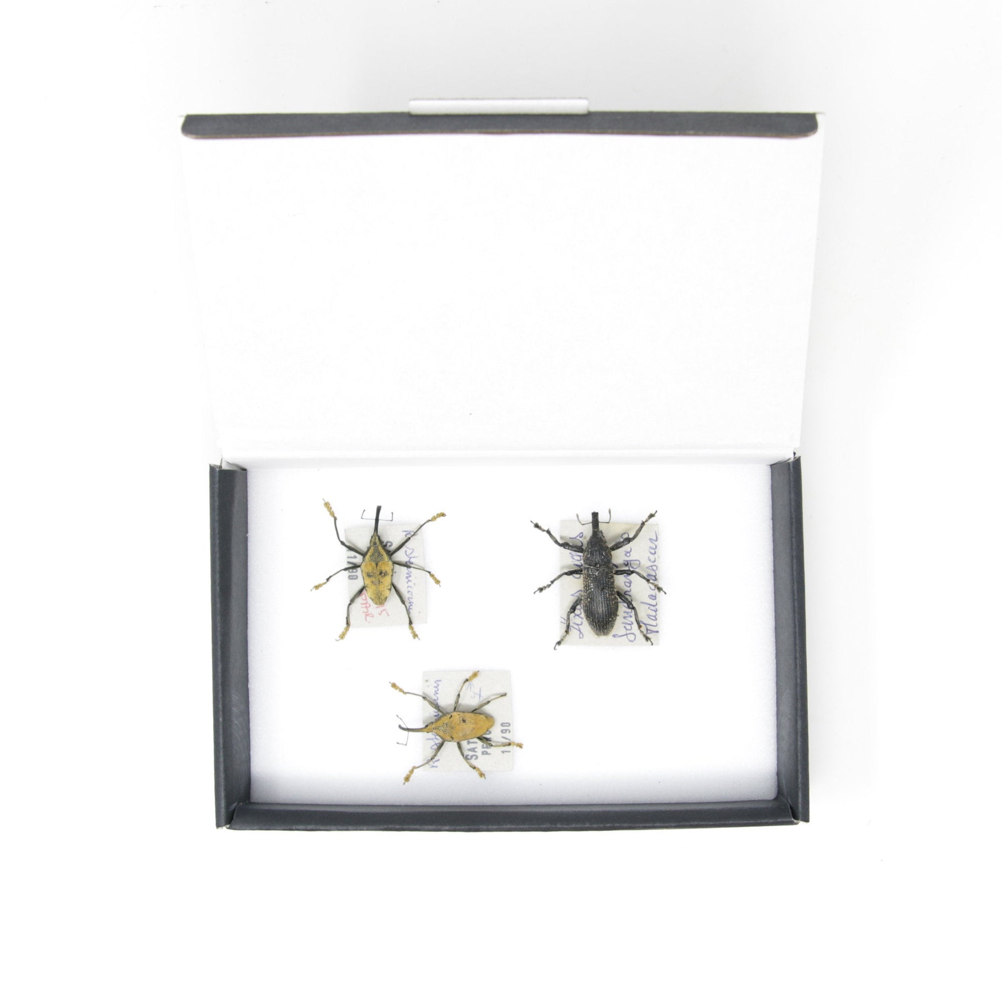 Set of Long Snout Weevils | Pinned Insect Specimens | Labelled Beetles ...