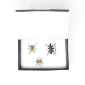 Set of Long Snout Weevils | Pinned Insect Specimens | Labelled Beetles Presented in a Gift Box