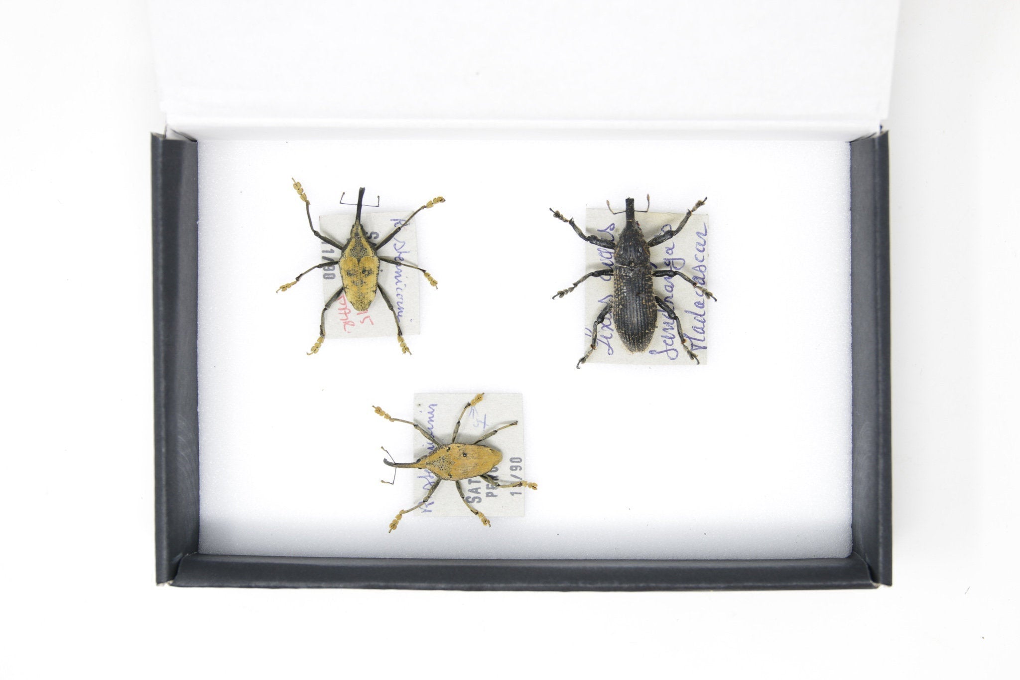 Set of Long Snout Weevils | Pinned Insect Specimens | Labelled Beetles ...
