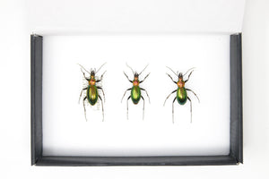 Set of Golden Ground Beetles, Chrysocarabus punctata auratus | Pinned Insect Specimens | Presented in a Gift Box