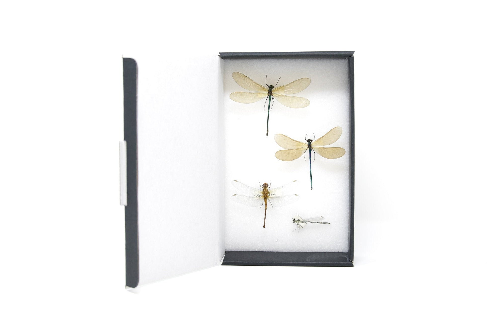 Vintage Dragonflies & Damselflies Entomology Specimen Collection | Pinned Odonata | Presented in a Gift Box (JN21-53)