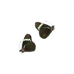 2 x Pereute telthusa | Dry-Preserved Unmounted Butterfly Specimens A1