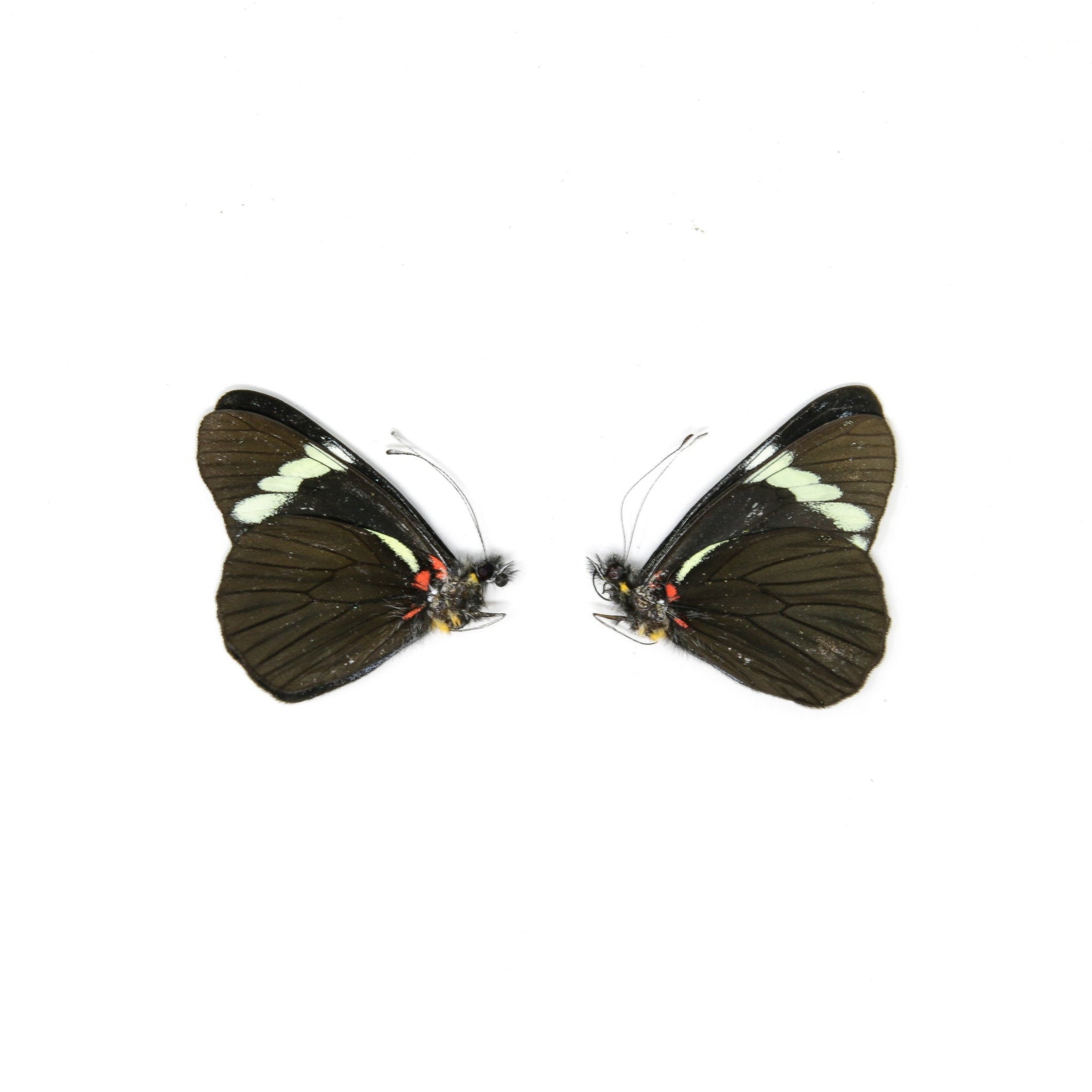 2 x Pereute telthusa | Dry-Preserved Unmounted Butterfly Specimens A1