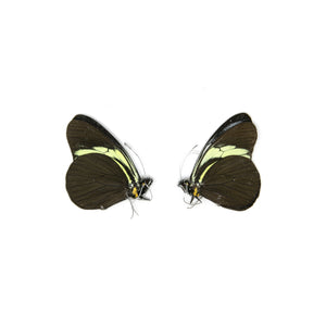 2 x The Sara Longwing | Heliconius sara | Dry-Preserved Unmounted Butterfly Specimens A1