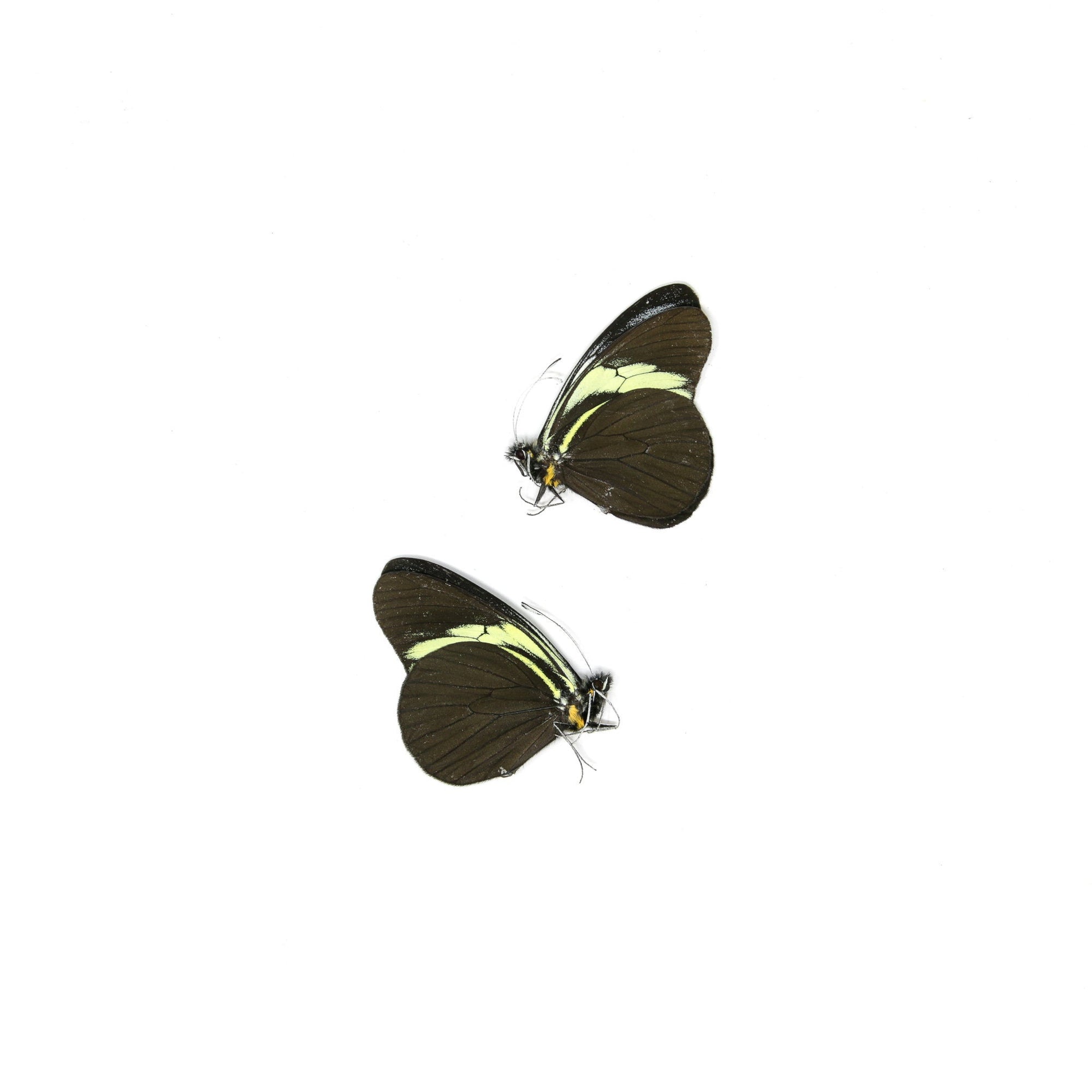 2 x The Sara Longwing | Heliconius sara | Dry-Preserved Unmounted Butterfly Specimens A1