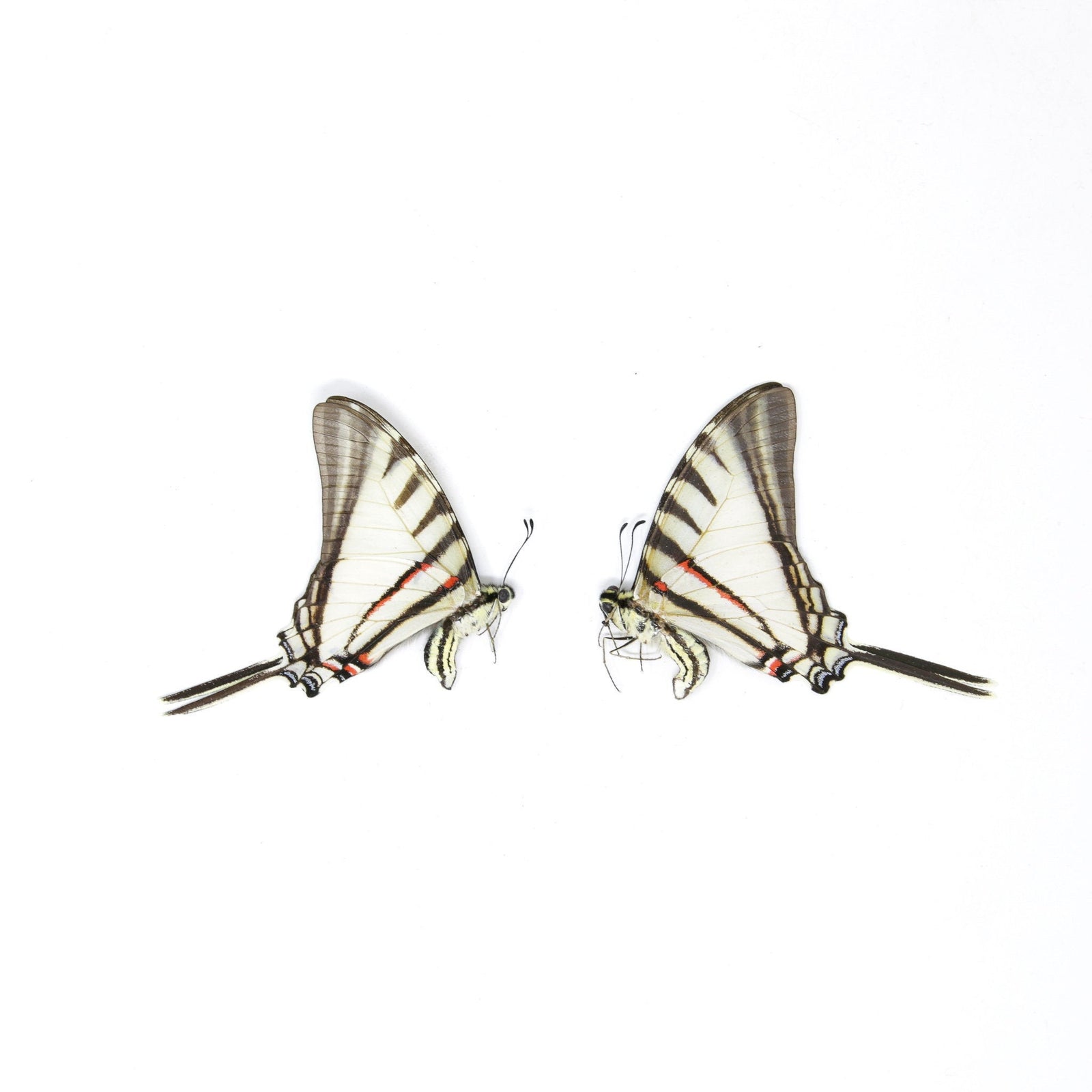 10 x Short-lined Kite Swallowtail (Eurytides agesilaus autosilaus) Unmounted Butterfly Specimens A1 (Wholesale)