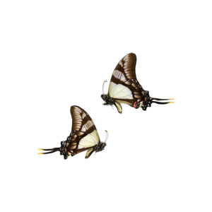 2 x Serville Kite Swallowatil | Eurytides serville | Dry-Preserved Unmounted Butterfly Specimens A1