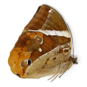 2 x Tufted Jungleking (Thauria aliris pseudaliris) A1 Dry-Preserved Unmounted Butterfly Specimens for Entomology, Taxidermy, Artists
