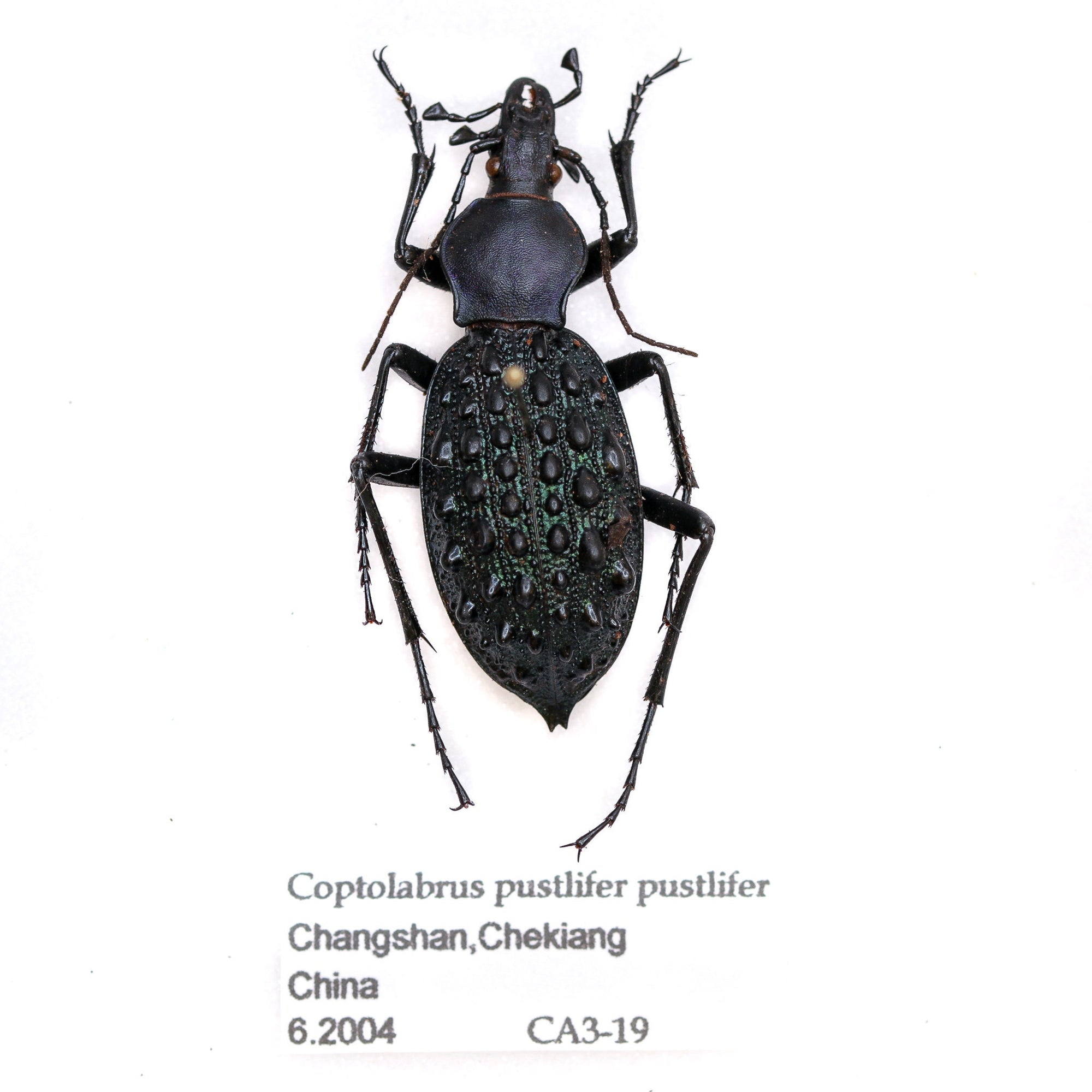 Real Beetle Collection | Pinned Entomology Insect Specimens and Data | Presented in a Gift Box