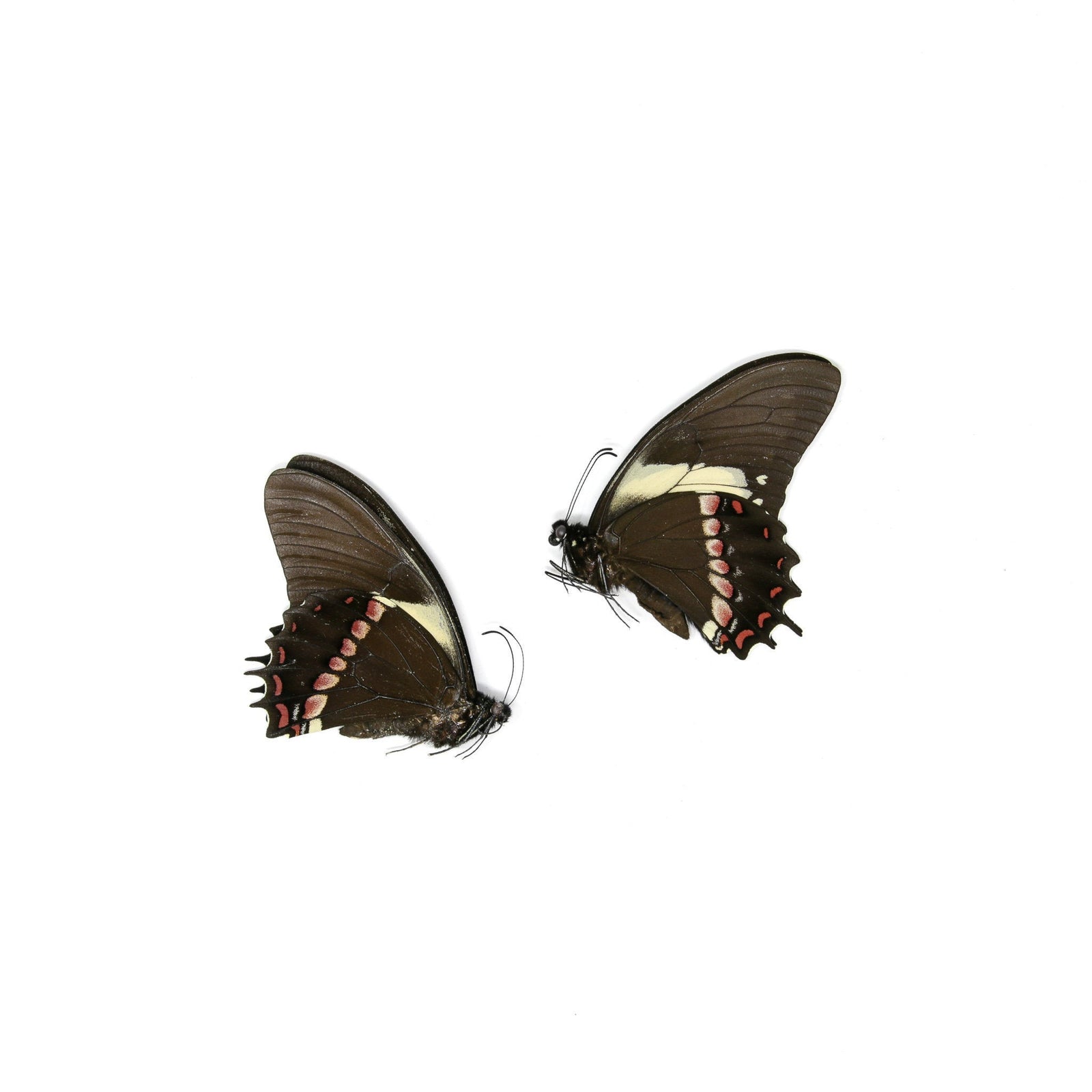 2 x Papilio aristeus bitias | Dry-Preserved Unmounted Butterfly Specimens A1