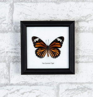 The Common T i g e r Butterfly (Danaus genutia) Real Butterfly Mounted Under Glass, Wall Hanging Home Décor Framed 5 x 5 In. Gift Boxed