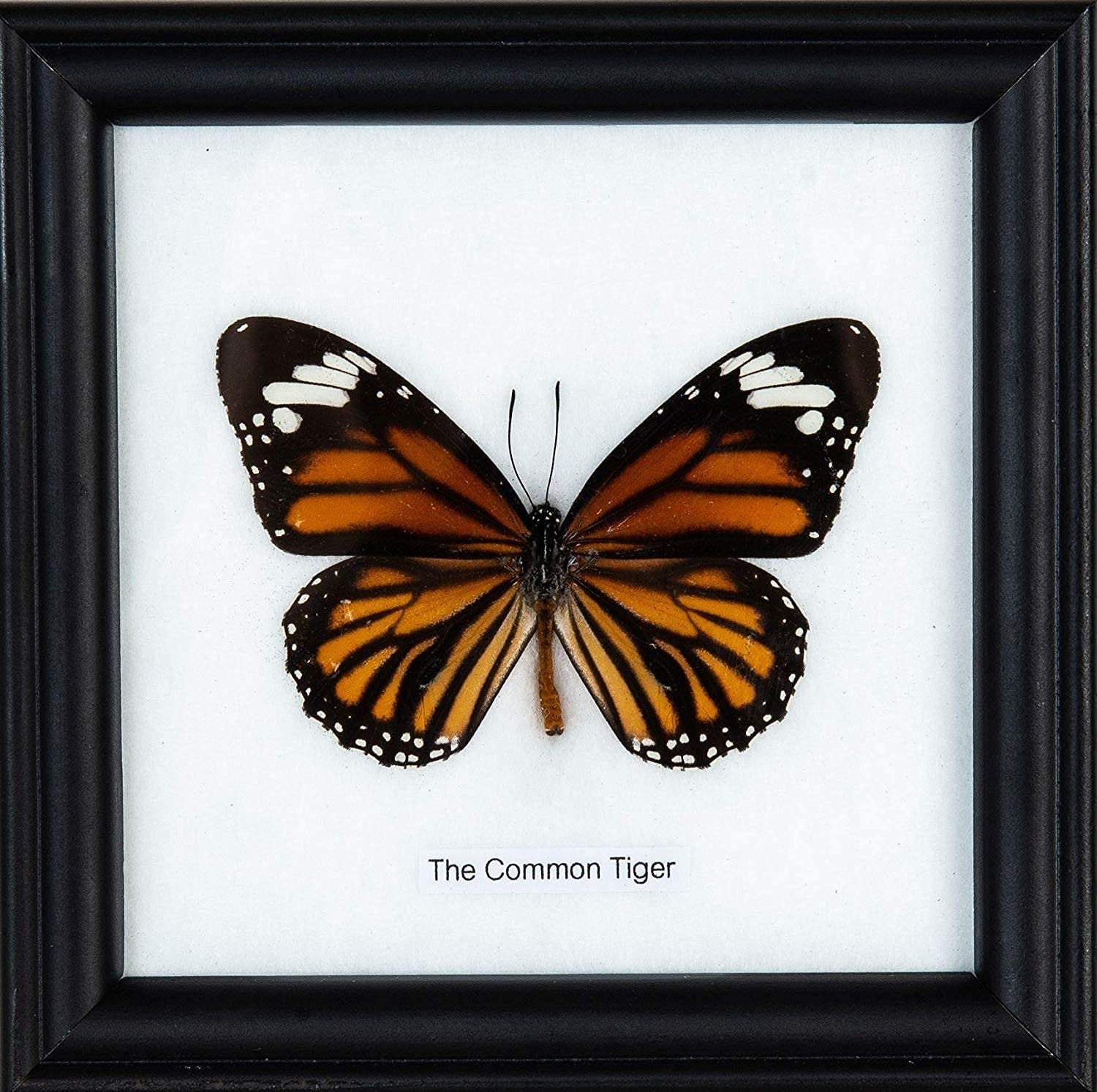 The Common Tiger Butterflies (Danaus genutia) Wall Hanging Frame 5x5 in.