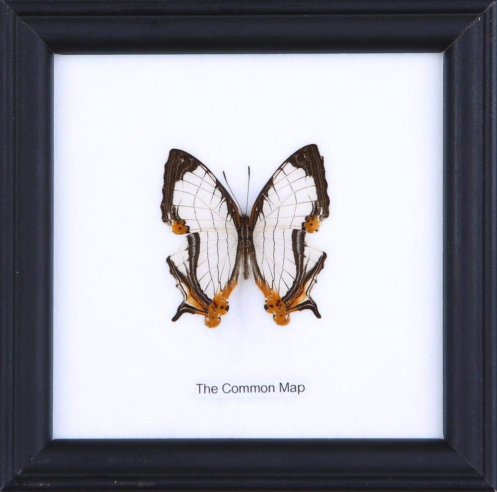 The Common Map Butterfly (Cyrestis thyodamas) | Real Butterfly Mounted Under Glass, Wall Hanging Home Décor Framed 5 x 5 In. Gift Boxed