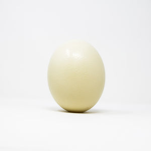 Ostrich Egg XL Top Grade, Natural History Art, Taxidermy