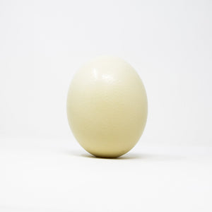 Genuine South Africa Ostrich Egg XL, blown, TOP GRADE, Natural History Gifts