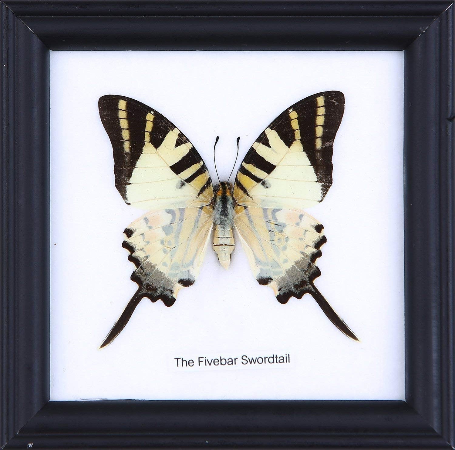 The Five-bar Swordtail (Graphium antiphates) | Real Butterfly Mounted Under Glass, Wall Hanging Home Décor Framed 5 x 5 In. Gift Boxed