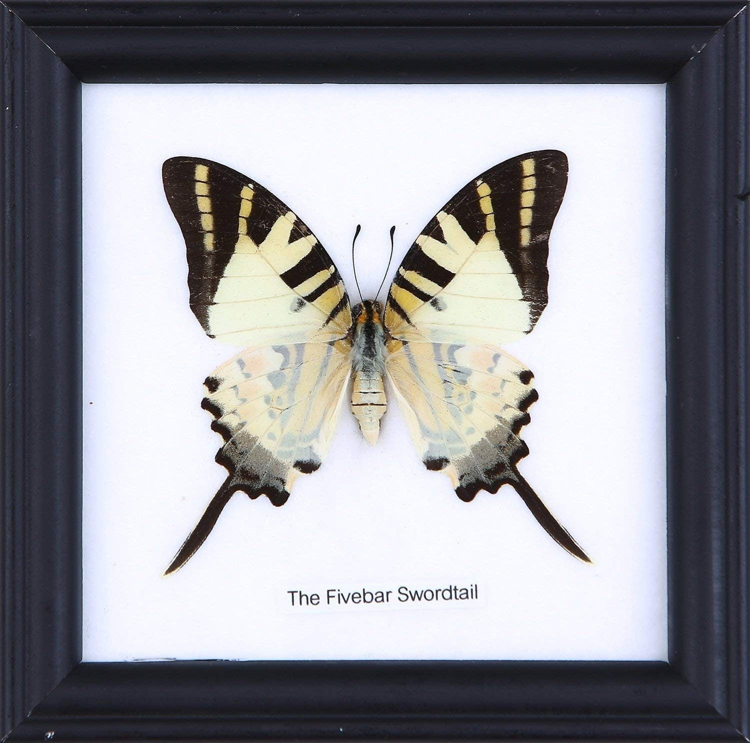 12 x The Five-bar Swordtail Butterfly (Graphium antiphates) Wholesale Framed Specimens