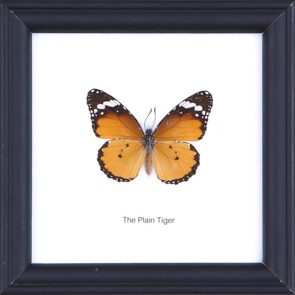 12 x The Plain Tiger Butterfly (Danaus chrysippus) Wholesale Framed Butterflies