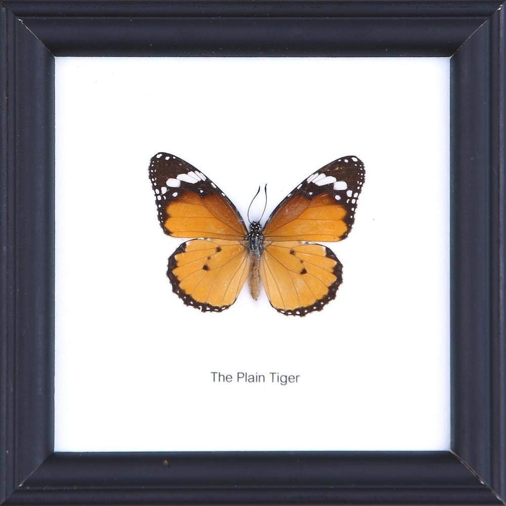 WHOLESALE PACK (12 FRAMES) The Plain Tiger Butterfly (Danaus chrysippus) | Real Taxidermy Specimen Home Décor Framed 5 x 5 In. Gift Boxed
