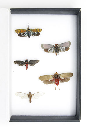 Cicadas & Lantern Bugs Entomology Collection | Pinned Insect Specimens | Presented in a Gift Box