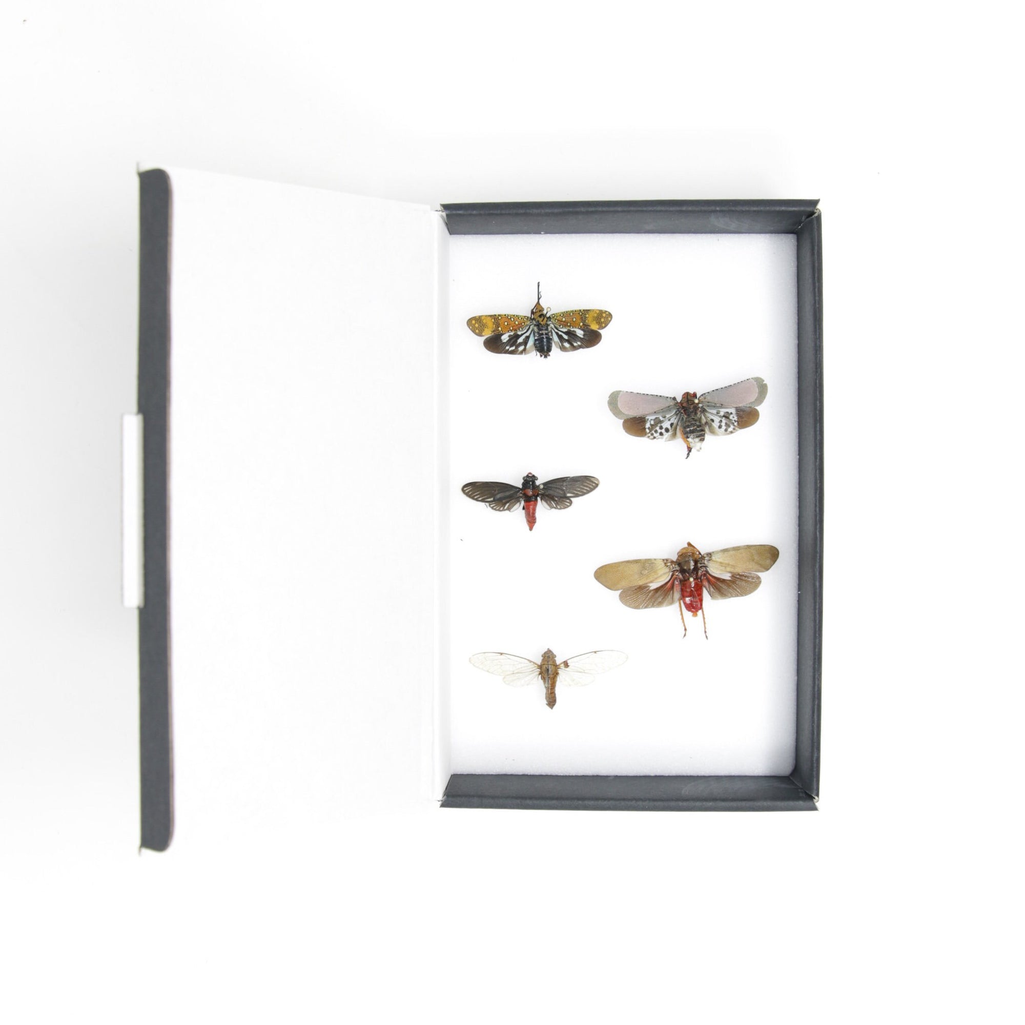 Cicadas & Lantern Bugs Entomology Collection | Pinned Insect Specimens | Presented in a Gift Box (JN21-45)