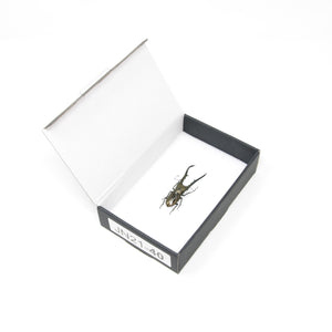 Cyclommatus metallifer | Pinned Stag Beetle Insect Specimen | Presented in a Gift Box