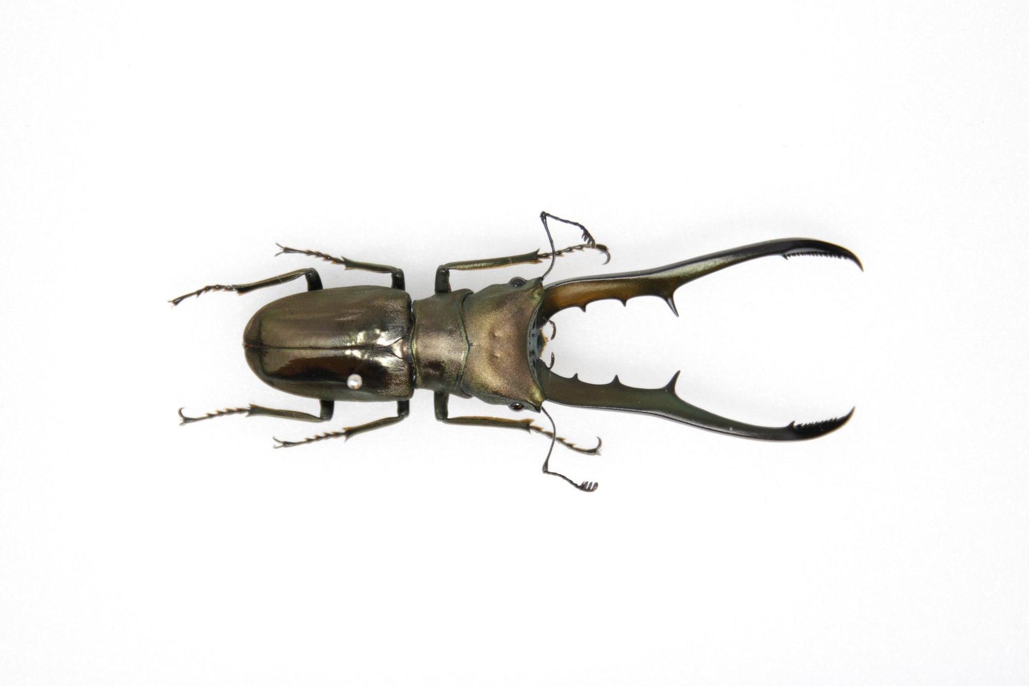 Cyclommatus metallifer | Pinned Stag Beetle Insect Specimen | Presented in a Gift Box