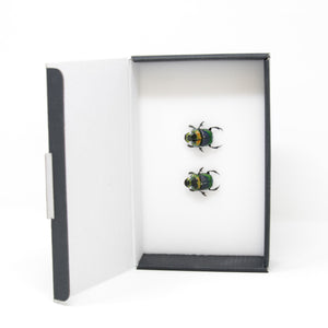 Pair Rainbow Horned Dung Beetles | Phanaeus imperator | Pinned Scarab Beetles Presented in a Gift Box