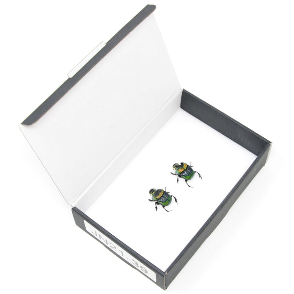 標本 Dungbeetles pair il_fullxfull.