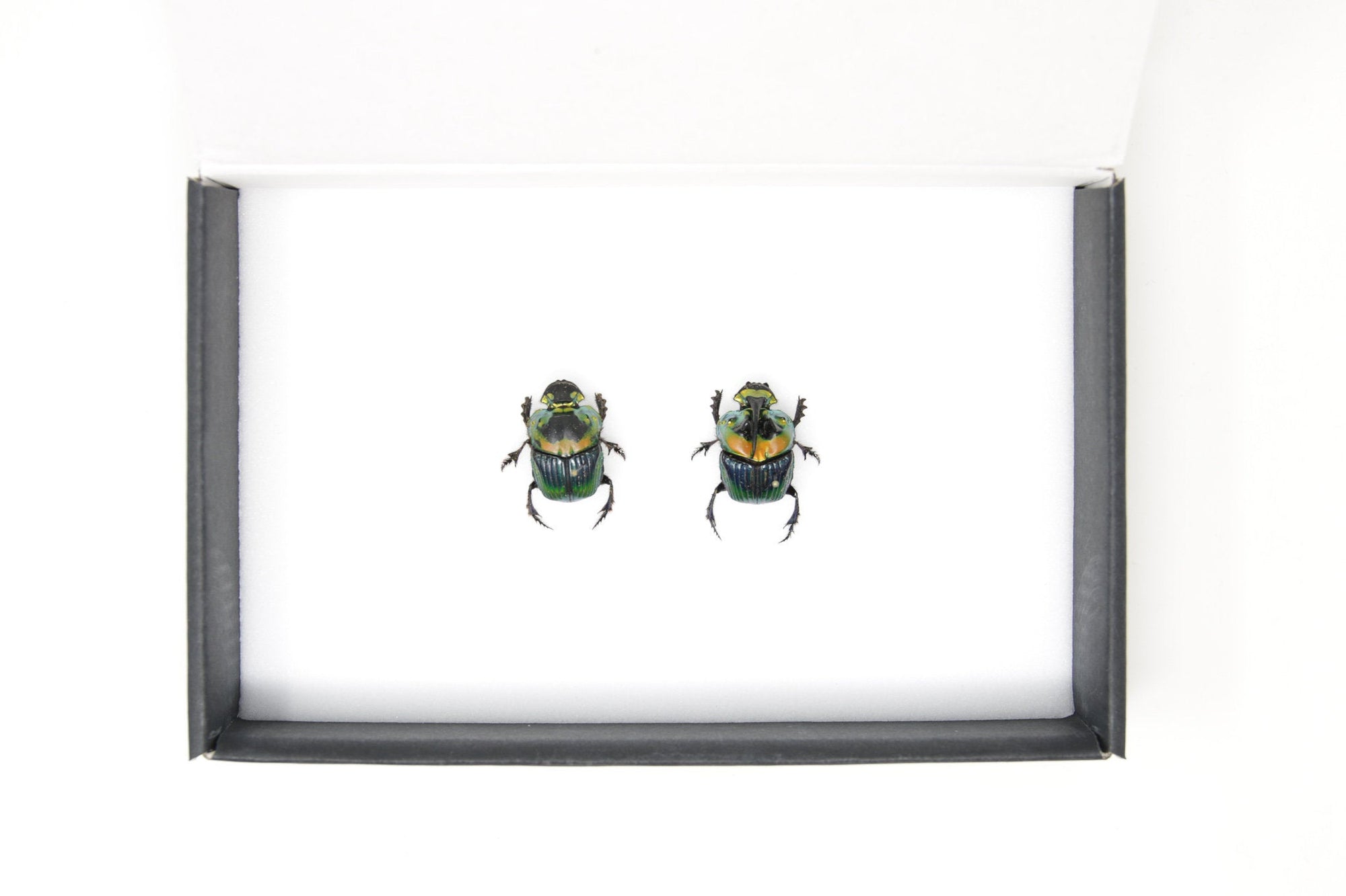 Pair Rainbow Horned Dung Beetles | Phanaeus imperator | Pinned Scarab Beetles Presented in a Gift Box