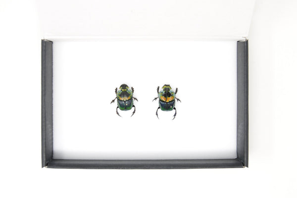Pair Rainbow Horned Dung Beetles | Phanaeus imperator | Pinned