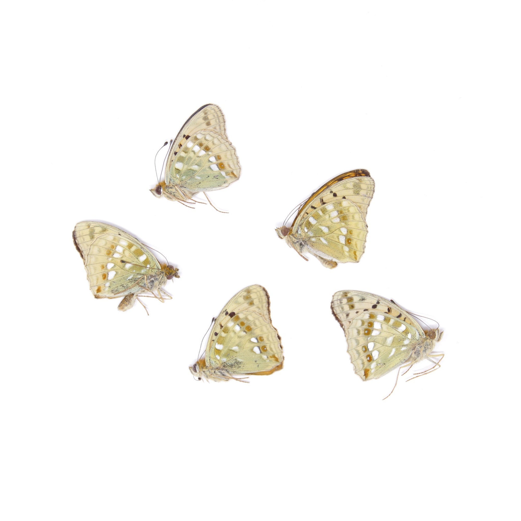 Five (5) High Brown Fritillary, Argynnis adippe, Unmounted Papered Butterflies, Specimens for Collecting, Art, Entomology