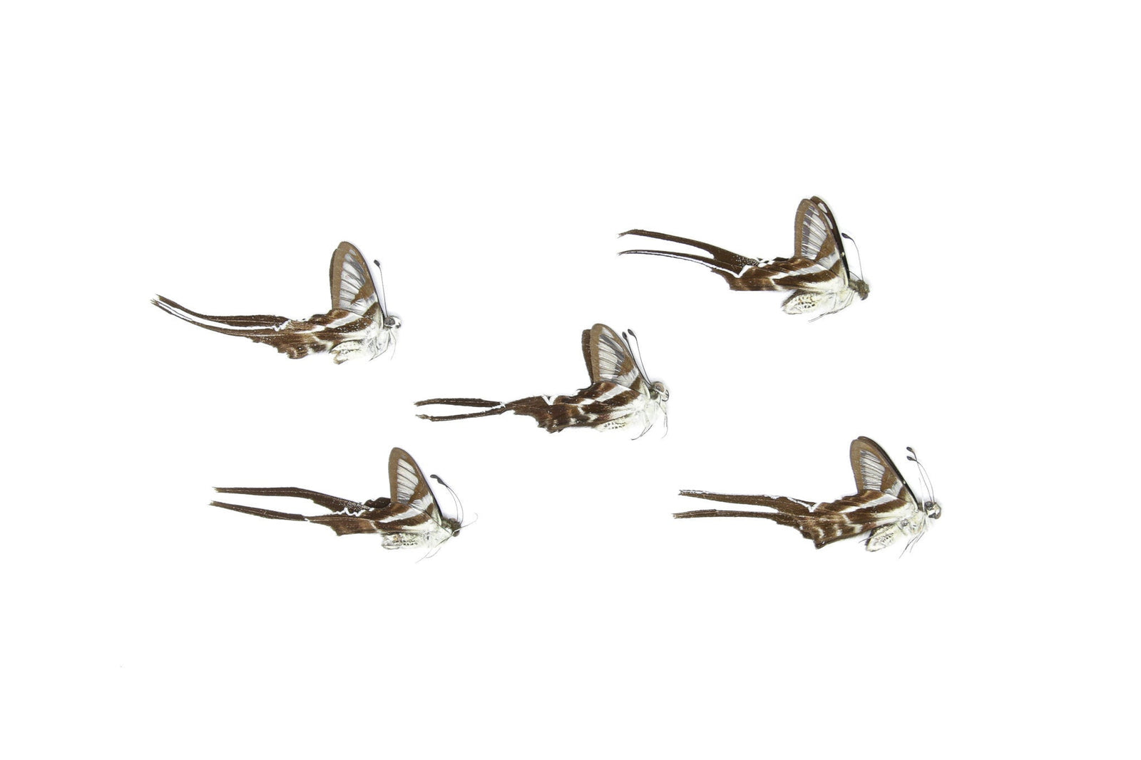 Five (5) The White Dragontail, Lamproptera curius, Unmounted Papered Butterflies, Specimens for Collecting, Art, Entomology