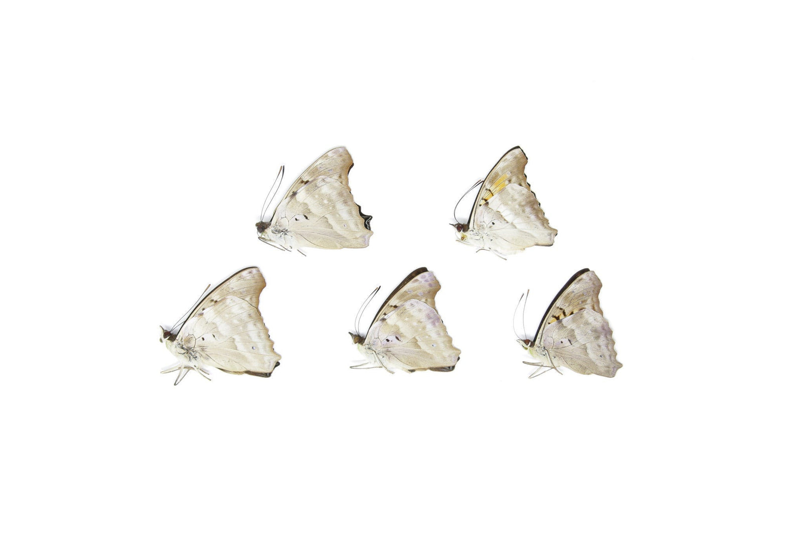 Five (5) The Turquoise Emperor, Doxocopa laurentia, Unmounted Papered Butterflies, Specimens for Collecting, Art, Entomology